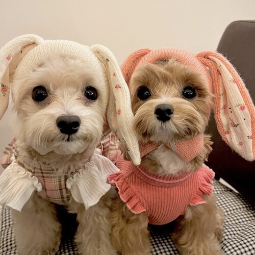 ins new cute bunny ears pet knitted hat autumn and winter warm headgear cat cute dog decoration pet