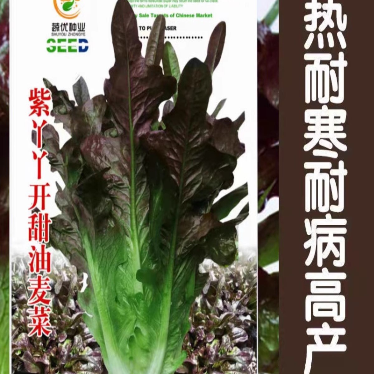 紫红开丫甜油麦菜种子红尖叶甜麦菜无斑速生叶子菜红麦菜原装种子