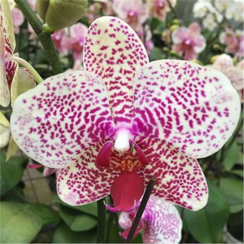Cuatro estaciones mariposa orquídea plántulas en maceta balcón interior sala de estar flores plantas florecen con flores de maceta original