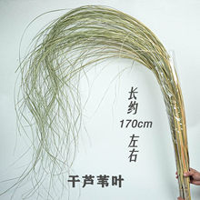 纹眉草干 干燥花 干芦苇叶 干羽毛草 干细叶芒 花艺设计婚庆婚礼