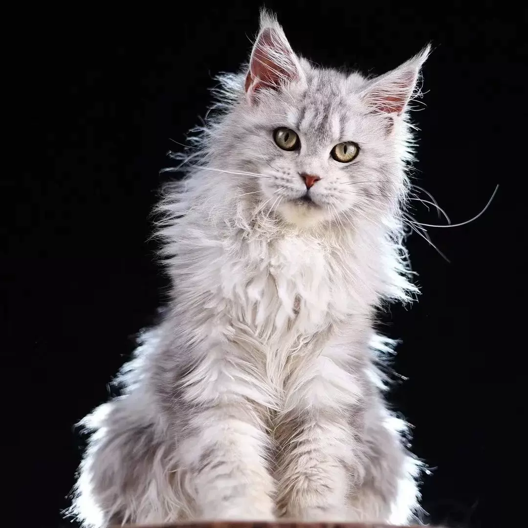 猫咪活体银虎缅因幼猫蓝金渐层猫海双布偶猫长毛金渐层猫宠物猫