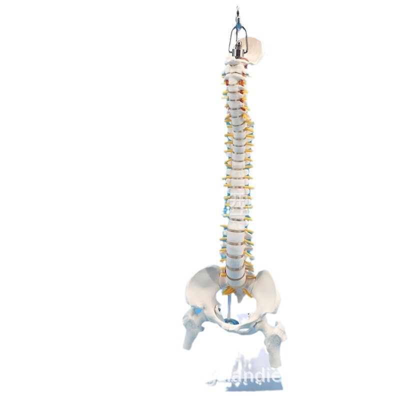 ��ѧ45CM���弹��������ɹ�ģ�ʹ��񾭹Ǽܼ�����׵ģ�� ����ʽ