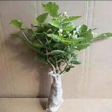 ˮ��ֲ���������Ԏ������҃ȾGֲˮ�B���ܺ��B�׻�