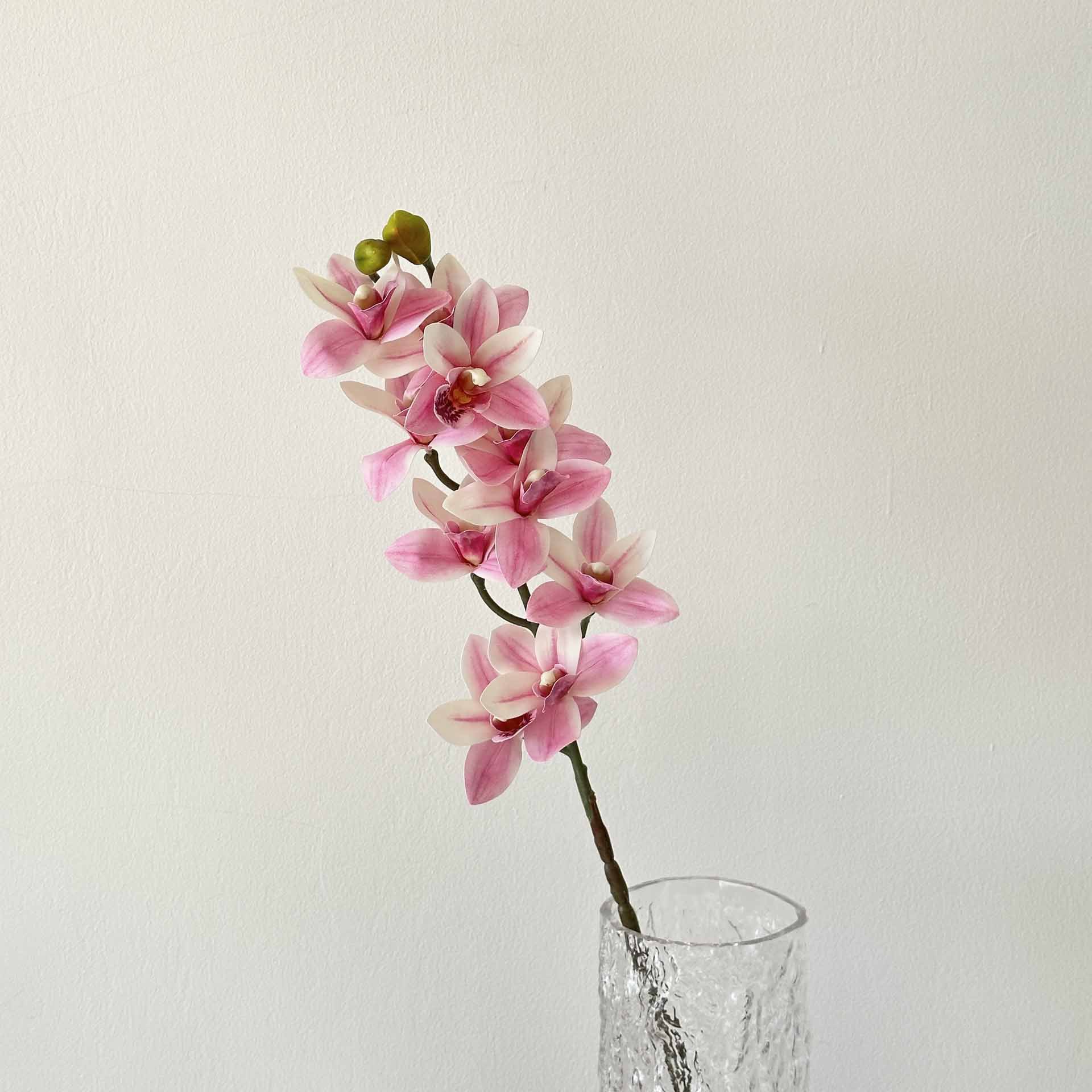 Lila 10 orquídeas de suxin