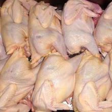 生鮮冷凍三黃雞 白條雞  整箱20斤 7-9只10只廠家直銷批發價