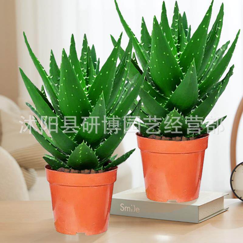 Curacao Aloe Vera sala de macetas belleza irrigación piel verde escritorio de oficina carne ciudad que nunca duerme Aloe Vera flores cactus