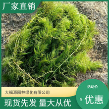 ��ˮֲ�����l ���~�� ������ ���Ӳ˺ӵ�����ˮ���B�ޏ�