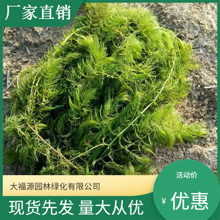 [Базовые оптовые] Водные растения Золотые рыбки водоросли