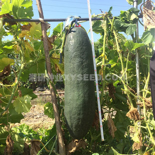 ���L�ڝM�ء����С�ſ�ش������ī�GƤ���Ķ����̓��\80��������