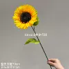Single -ray sunflower