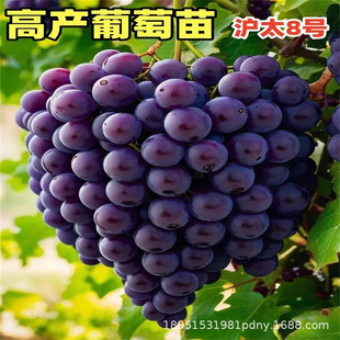 �������l��ϼ��ᄾ����ј���ͥԺ���ٹ��������Ե������ϱ����Nֲ