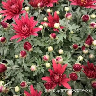 Thousand-Headed Chrysanthemum, National Day Chrysanthemum, Holiday Rental Florals, Red, Yellow, Pink and Multi-Color, with Buds for Sale and Wholesale