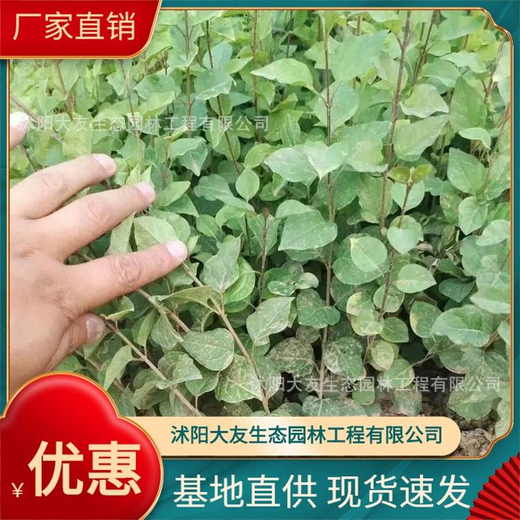 Мелколистная Гвоздика база оптом собственного производства сортов в комплекте с живописным ландшафтом зеленых саженцев