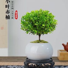 С�~����辰�Ϙ����҃�����ֲ�ﻨ���k���ҽ�z�ľ����С�Gֲ