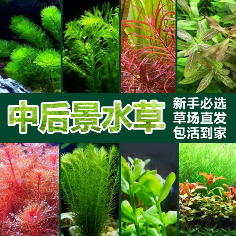 Aquarium Lazy Aquatic Plants Freshwater Stem Grass Tank Landscaping Aquarium Mid-Backwood Aquatic Plant Package