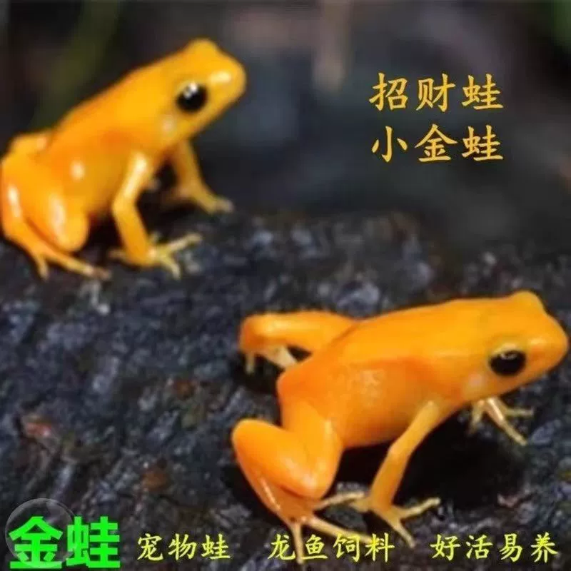 Золотая жаба, золотая лягушка, маленькая золотая лягушка, корм для арованы, декоративная счастливая лягушка, маленькая золотая лягушка, маленький питомник для домашних животных