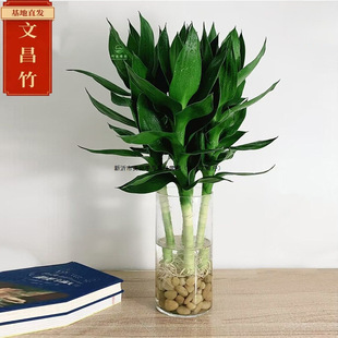 �Ĳ���4֧ ����������ˮ���Ĳ���Gֲ����ֲ���҃Ȼ����F��ˮ�B�_