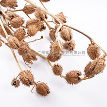 【干花刺毛果】干枝干果diy插花北欧风家居装饰拍摄道具