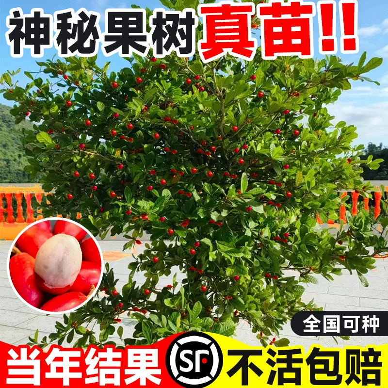 Призрачные саженцы фруктовых деревьев в горшках Юньнань, призрачные фрукты, свежие фрукты, сушеные фрукты, меняющие вкус фруктов круглый год, балкон, двор, посадка в горшках на земле