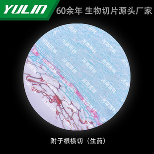 Aconite root cross-cutting (drug) University Medical College School Histopathology Paraffin slide specimen microscope