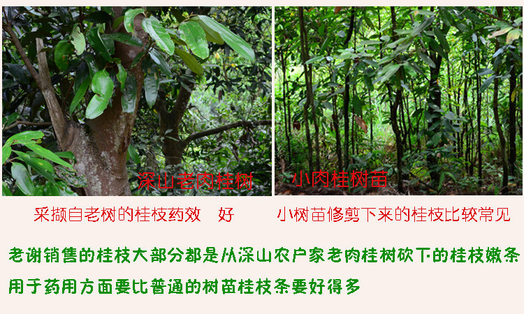 Gui Zhi Dried Cinnamon Twig Slices 250g Guangxi Wild Cassia Twig TCM Decoction Herb specifications