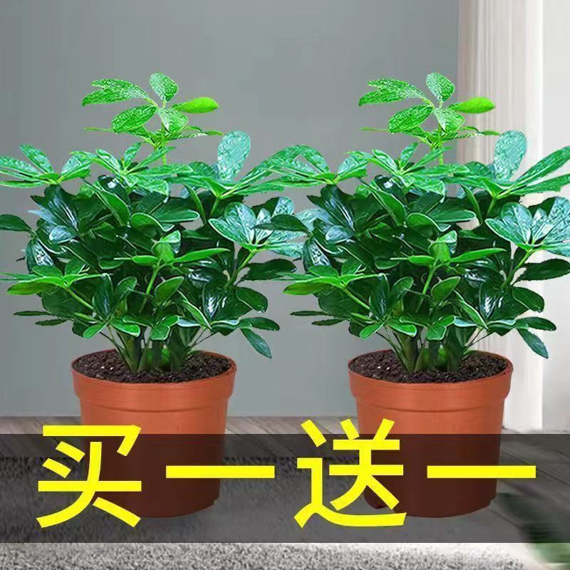 Wealth Comes from All Directions, Evergreen All Year Round, Duck's Foot Tree, Indoor Balcony Tabletop Green Plant, Potted Flower, Money Tree Sapling, Attracts Prosperity