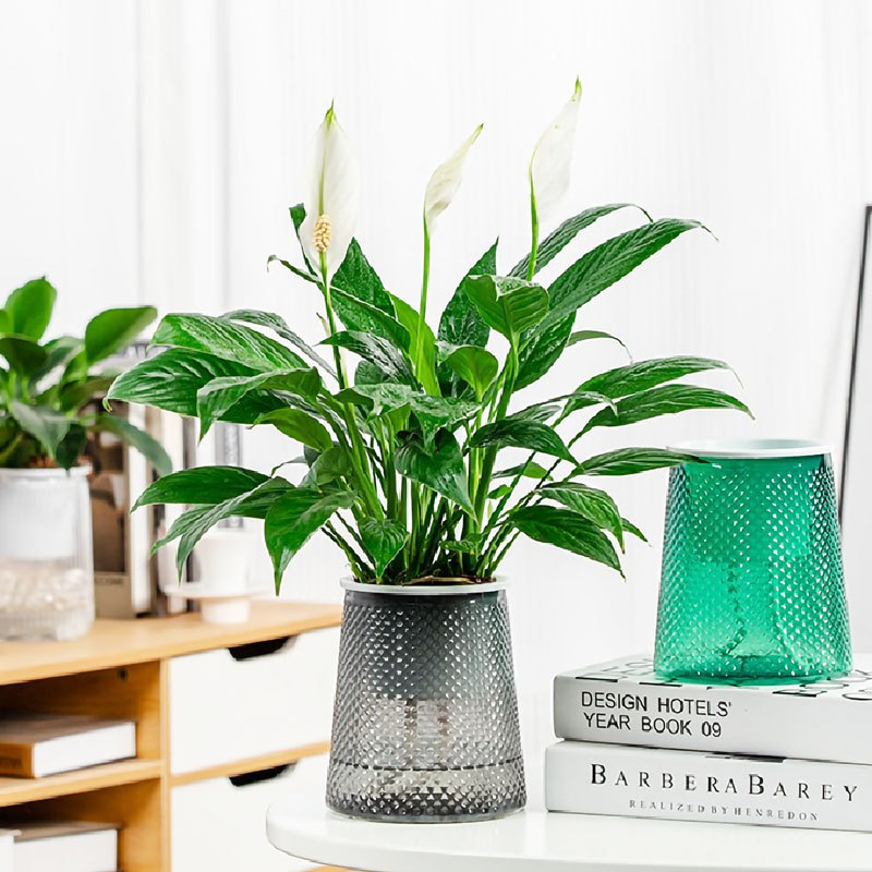 인기 신제품 흰야자 6~8개 식물과 꽃(회색 별이 빛나는 화분) + 영양액