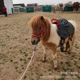 鲜/活禽类;皮毛工艺品;景观雕塑