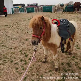 �����R���_�Rƥ�ό� Ԓ�ĵ±����R�r�������е��B�R���T���R�Bֳ