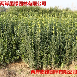 北海道黄杨围墙篱笆植物大叶树苗四季常青耐寒庭院绿篱工程绿化苗