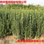 北海大叶工程庭院黄杨