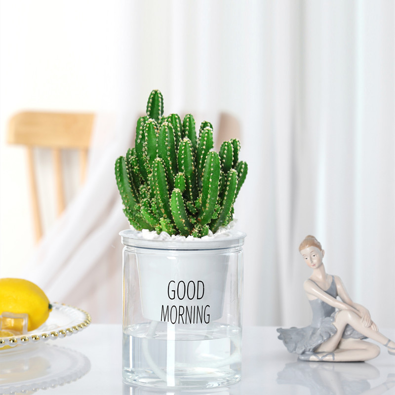 완중산 [북유럽 분지] + 영양액