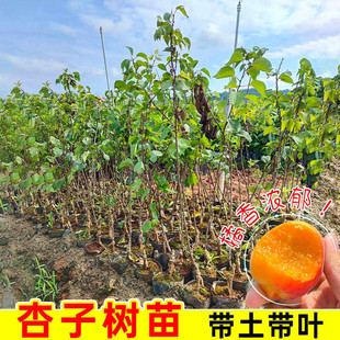 �޽��Ә����ش������̫��������玧�����~�Ϸ������Nֲ���Ե���