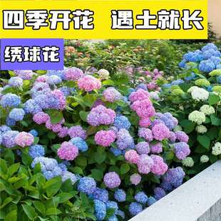 Potted Hydrangea Seeds, Hydrangea Flower Seeds, Blooming in All Seasons, Easy to Live and Easy to Grow Outdoor Flower Seeds in the Courtyard