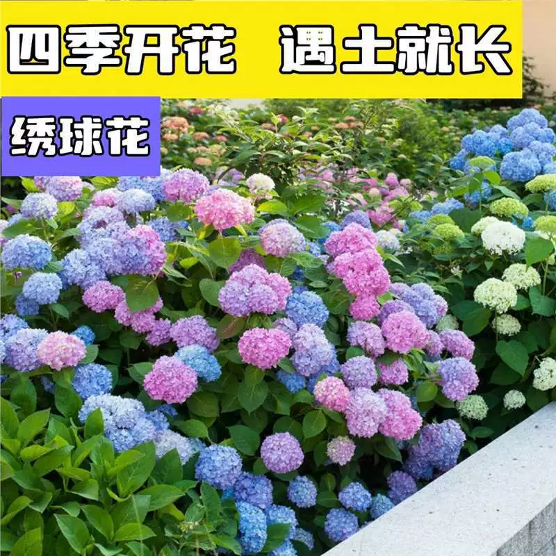 Семена Гортензии В Горшке Семена Цветов Гортензии Четыре Сезона Цветущий Сад Легко жить Открытый Семена Цветов