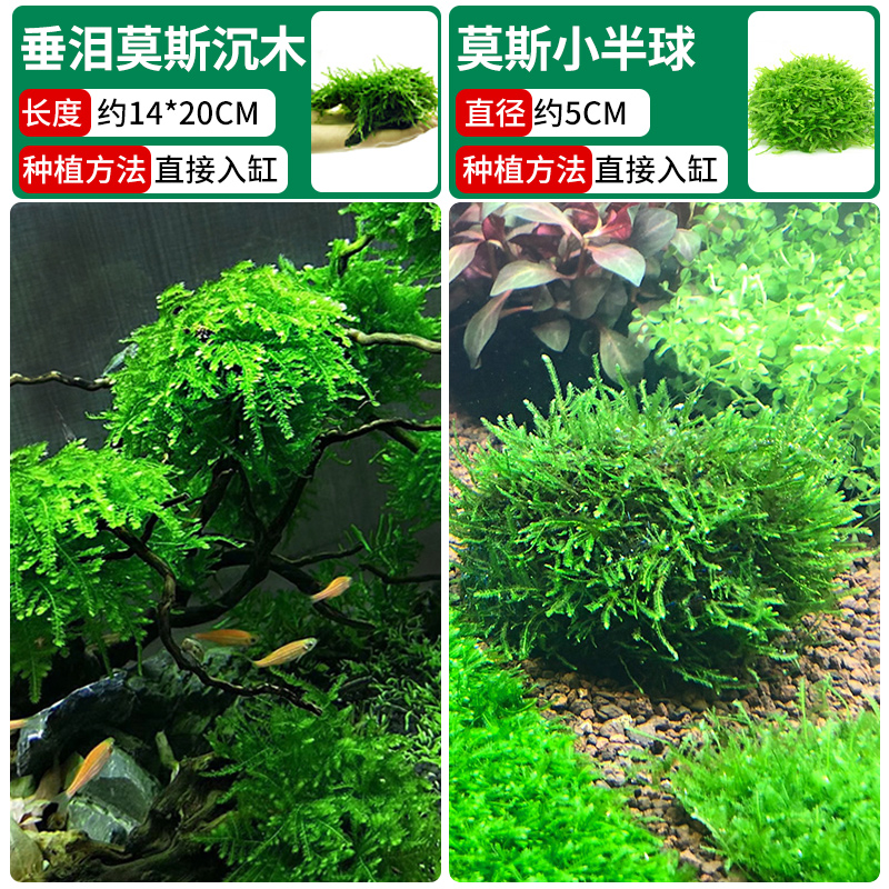 울고 있는 이끼가 침몰한 나무 + 이끼의 작은 반구 [클래식 조합❤훌륭한 가치]