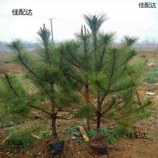 �ļ����ش������糣�G����ֱ�NС������ɘ��紲����ɘ����