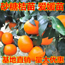 无籽砂糖橘苗橘子树砂糖橘树苗盆地栽桔子果苗南方果树橙柚橘子苗