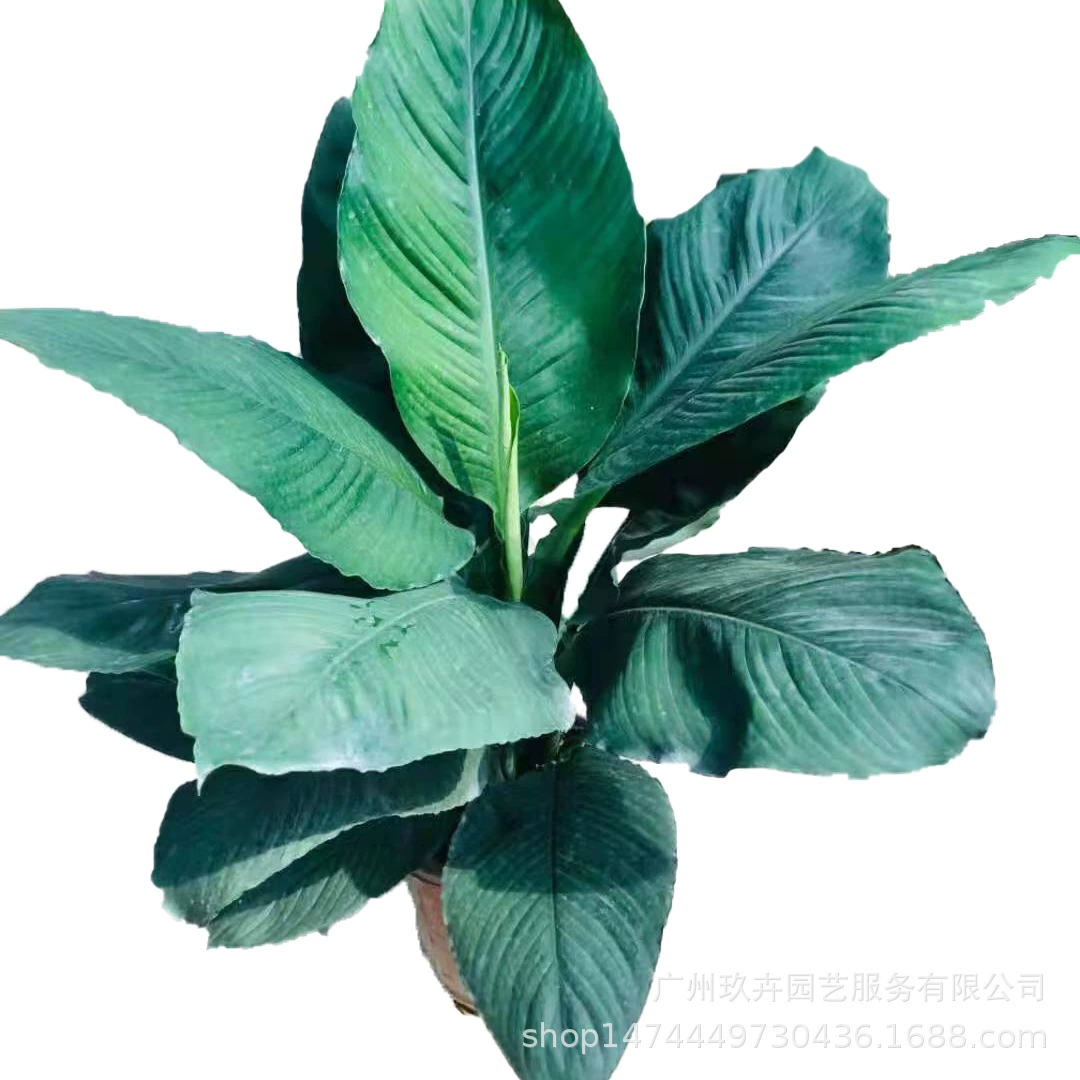 Халк Лист Растения Маленькая Гостиная В Горшке Балкон Двор Парк Цветочная Кровать Вечнозеленые Растения