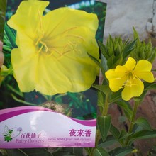 ҹ����N�� �ļ��҃����Ի���ͥԺ���ܷN��  �F؛���l �S�ҹ���