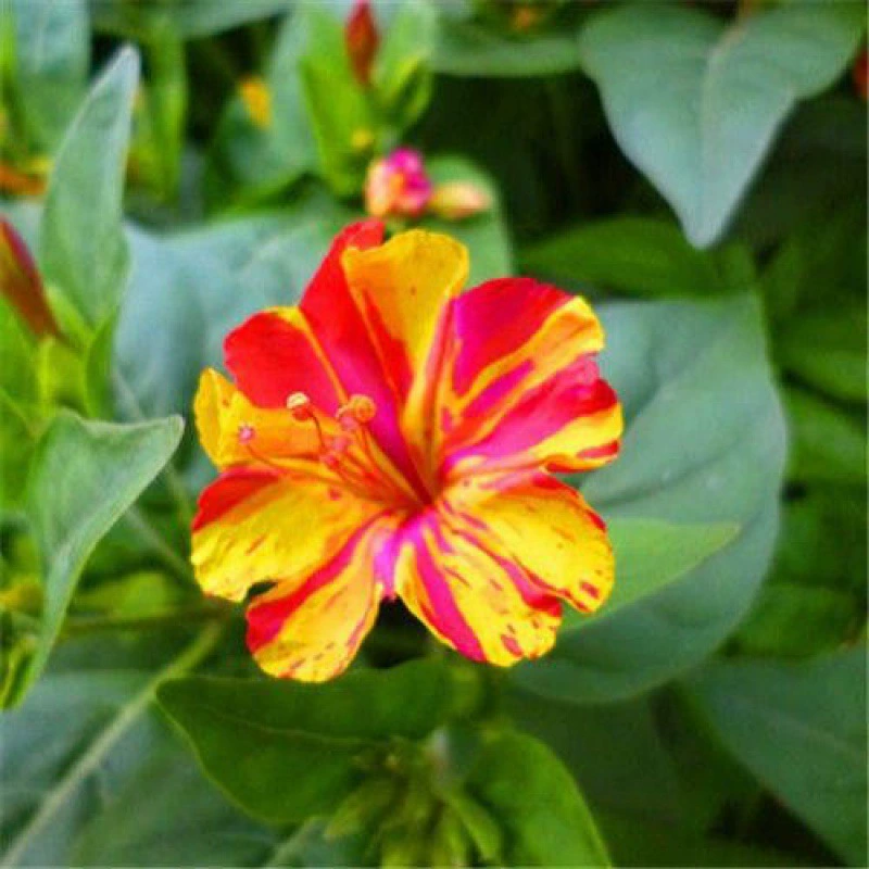 Семена жасмина Four Seasons легко выращивать живые крытые балконы цветы в горшках многолетнее цветение оптом прямые продажи с фабрики