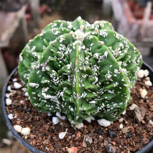 ֱ��27̖ �Ը������[�P�������� �k����С���ԝM28���]