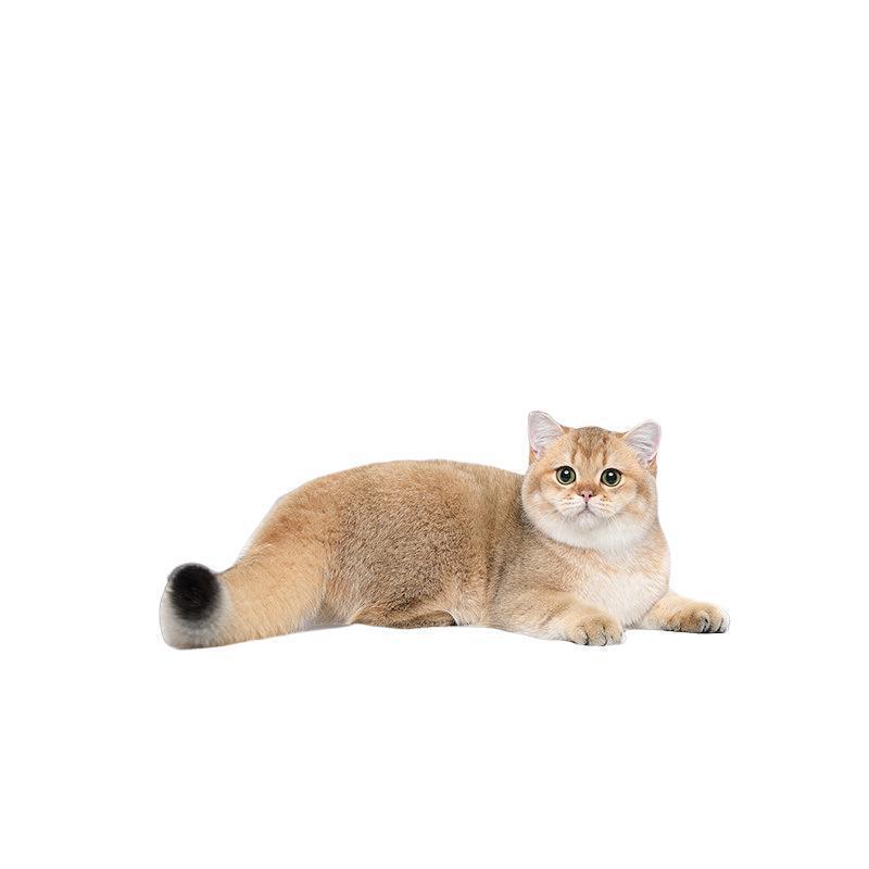 不锈钢家用特大号猫砂盆加高防带砂猫厕所防外溅易清洗猫咪专用品|undefined