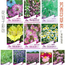 欧洲香草神香草波斯宝石夜来香月见草香草蓝香芥除虫菊七里香种子