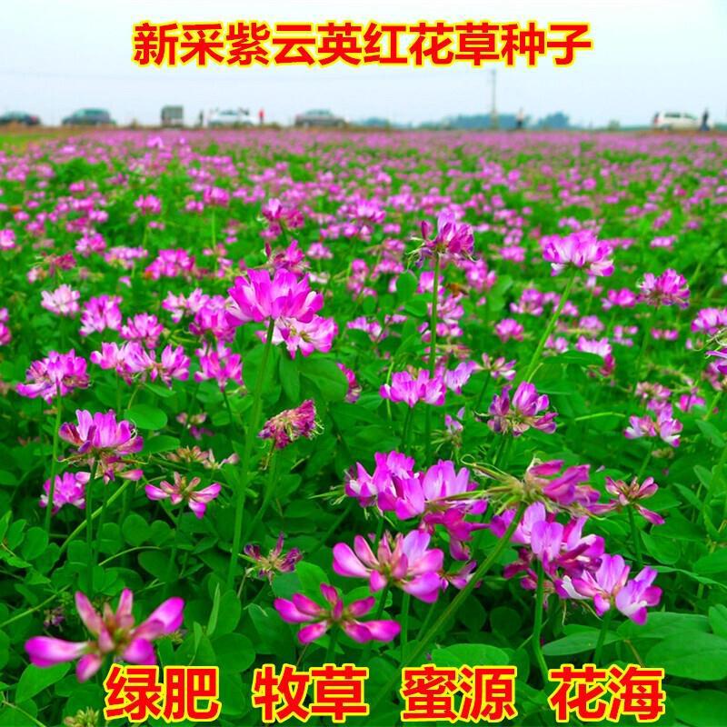 养蜂果园野菜种子紫云英食用花草高产种籽草植物牧草蜜源固氮绿肥