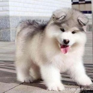 ����˹��Ȯ��Ȯ����Ȯ���Ҽt�ذ���˹��ѩ��Ȯ���B���ﹷ�����w��