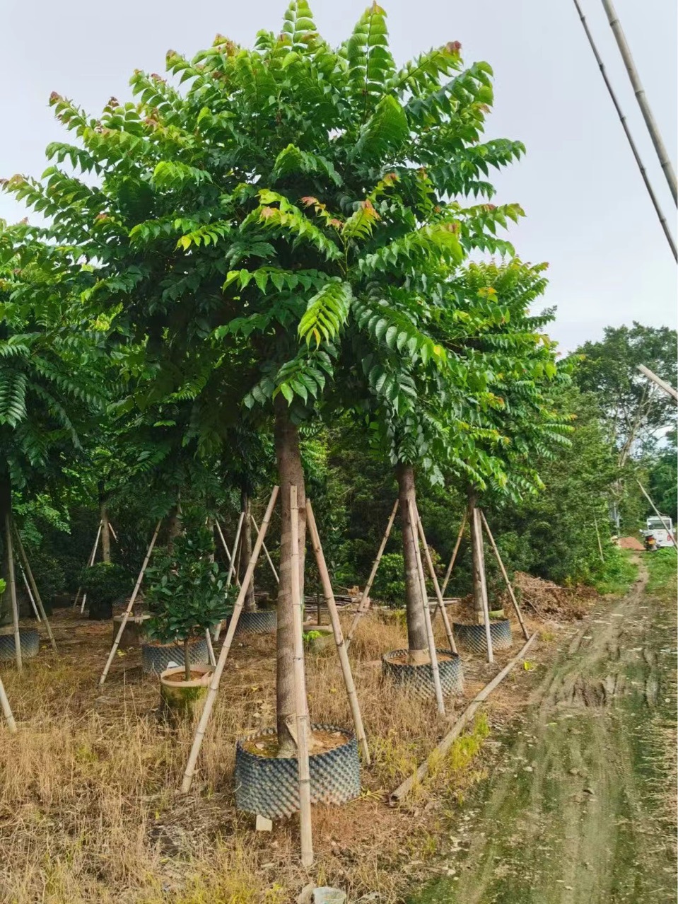 麻楝树假值苗基地直径15-20分麻练树行道树乔木市政绿化常绿化树-阿里巴巴