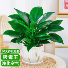 �G������������҃�ֲ��G�}�jˮ��Gֲ�����k��������˻��ܺ��B