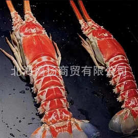深海红龙大龙虾火红龙高端礼盒海鲜礼包水产鲜活餐厅龙虾商用批发