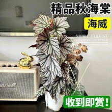 粉旗鱼秋海棠盆栽鳟鱼福寿竹节室内阳台好养易活四季开花卉绿植物